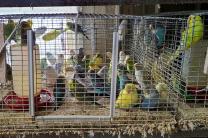 미국 앵무새 농장의 참혹한 사육 실태 고발-PETA