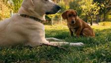 혼자 외출했다 '친구' 데리고 온 강아지.."얘도 키워줘!"