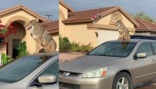 '이웃집 개인 줄 알았는데..' 마을에 나타난 야생동물의 정체는?