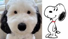 스누피 실사판 강아지 등장에 누리꾼 심쿵...'인형보다 더 닮아'
