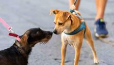 세 집 중 한 집, 반려동물 키운다 - 반려동물 양육현황 조사