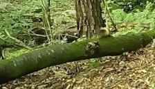 국립공원공단, 2026년 설맞이 '국립공원 야생동물 희귀 영상' 공개