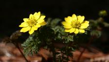 광릉숲에 찾아온 봄 소식… 개복수초 개화