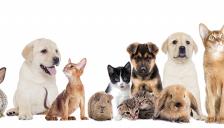 식약처, 반려동물 동반출입 음식점 제도 권역별 설명회 개최