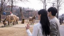 에버랜드, 걸어서 동물과 만나는 '워킹 사파리' 운영