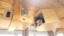 반려동물 안심하고 맡기세요! 서울시, 우리동네 펫위탁소