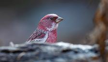 국립수목원에 찾아온 핑크빛 겨울 철새 양진이!