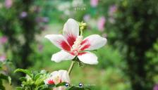 3.1절, 가장 잘 어울리는 우리꽃 '애기무궁화'