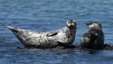 3월의 멸종위기 야생생물로 ‘물범’ 선정