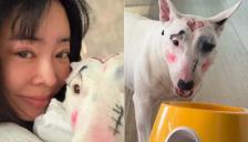 방송인 이혜영, 반려견에 낙서 같은 화장…‘동물 학대’ 논란