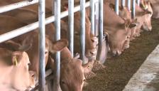 농식품부, 한우 조기 선발 씨수소 40마리 첫 선발