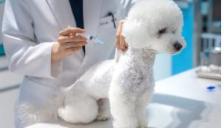 반려동물 진료비 '세액공제' 추진… 보호자 부담 완화 기대 