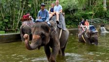 인도네시아, 아시아 최초 '코끼리 탑승' 전면 금지...관광 산업 새 이정표 