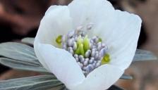 국립수목원, 한국 특산식물 ‘변산바람꽃’ 개화 소식 