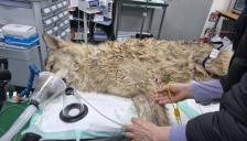 동물단체들 “늑구 탈출&포획…야생동물 전시 중단 촉구”