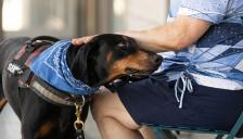 동물단체, 법무장관의 민법 개정 의사 환영…“동물은 물건 아니다”