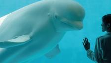 거제씨월드서 17살 돌고래 '마크' 폐사…11년 사이 16마리 숨져