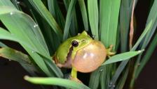  ‘수원청개구리’ , 4월 ‘이달의 멸종위기 야생생물’