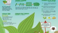 산림청, 4월 이달의 임산물로 ‘산마늘’ 선정