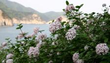 4월 ‘우리의 정원식물’,  분꽃나무(Viburnum carlesii Hemsl.)