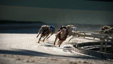 '잔인한 스포츠' 그레이하운드 경주 전면 금지 요구 거세져 -The Gardian