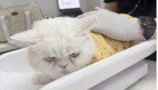 우리집 댕냥이, 나이별로 잘걸리는 질병은?