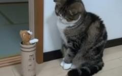 너무 소심한 고양이..