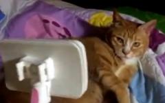 빗질 조금만 하겠습니다.