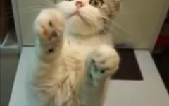 지금 이게 뭐냥...?