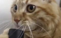 진공 청소기의 중독성