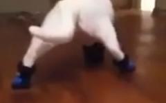 고양이에게 신발은 신기지 않는걸로~