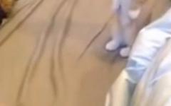 두 발로 서서 기다리는 고양이