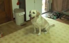 다시 봐도 놀라운 천재견