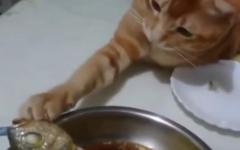 이거 먹으면 안돼?