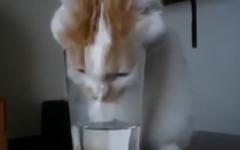 물을 마시겠다는 의지(!)