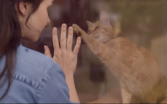 이 회사 광고에는 고양이가 항상 등장한다