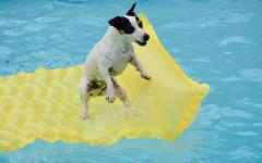 모든 강아지들이 수영을 잘하는건 절대 아니라고요