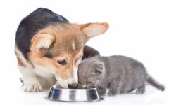개와 고양이 수분 섭취 늘리기