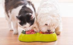 고단백 식이가 건강한 개와 고양이에게 위험한가?