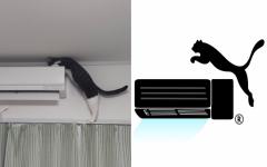 집념의 고양이 vs. 에어컨 설치기사..에어컨 천장에 딱 붙여도 올라가