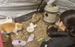 "너무 추워요"..텐트 들어온 고양이에게 따뜻한 한끼 대접한 가족