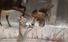집사가족의 생계를 도운 고양이의 참새 사냥