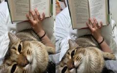 집사가 책 볼 때마다 무릎 올라와 아련 눈빛 쏘는 고양이.."나만 봐라옹!"