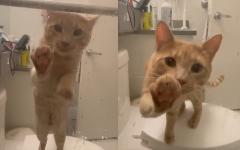 샤워하는 집사 구하려(?) 발 동동 구르는 고양이.."위험하다옹!"