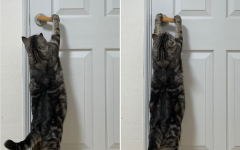 집사가 문 안 열어주자 셀프로 열고나간 고양이.."이정도는 껌이다옹!"