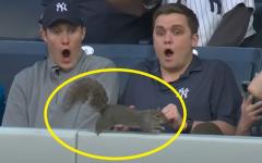 뉴욕양키스 팬심 훔친 다람쥐..`다람쥐 처음 본 얼굴`