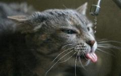 고양이 물 많이 먹이는 법!