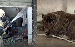 크림반도 동물원 화재로 동물 200여 마리 폐사..극소수만 구조 성공