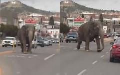 서커스 탈출해서 도로 배회하는 코끼리의 위태로운 일탈 