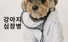 강아지 심장병 검사와 치료(심장초음파)에 대해 알아보기